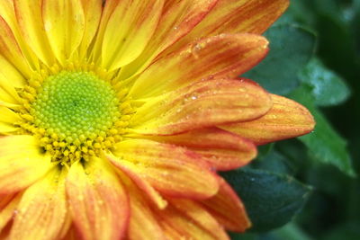 Close-up of raindrops on yellow flower