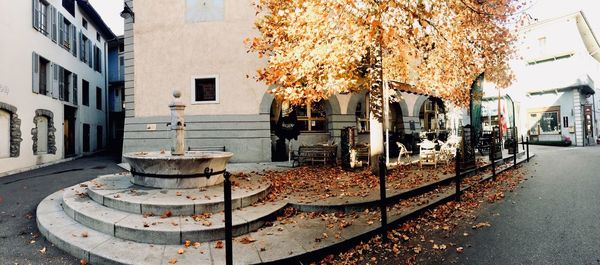 Trees in city during autumn