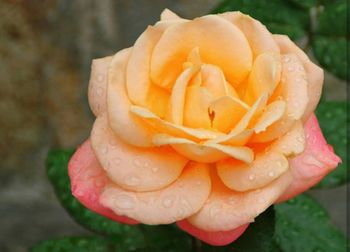 Close-up of wet rose blooming outdoors