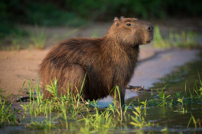 Capybara in grass