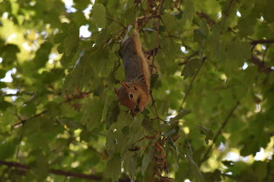 Low angle view of butterfly on tree