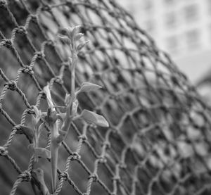 Low angle view of chainlink fence against blurred background