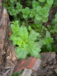 High angle view of plant growing on field