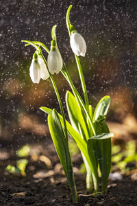 Close-up of wet white flowering plants in water