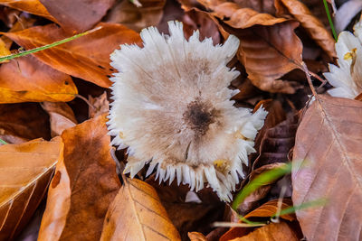 Close-up of dried autumn leaves on field