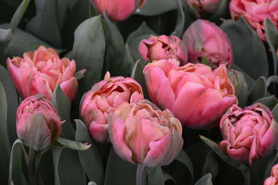 Close-up of pink tulips