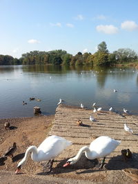 Seagulls and swans at lakeshore