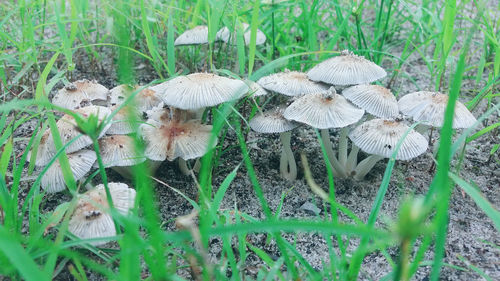 Close-up of grass on field