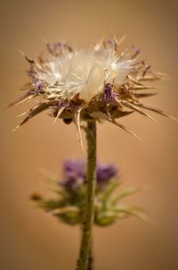 Close-up of insect on flower