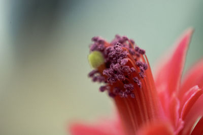 Close-up of red rose flower