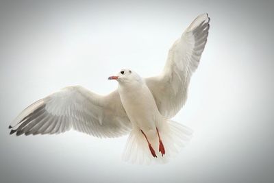 Seagull flying over white background