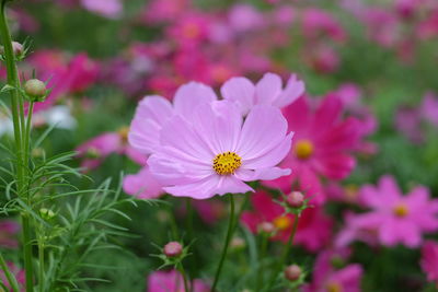 Close-up of pink cosmos flower