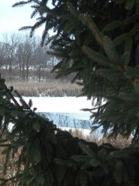 Reflection of trees in water