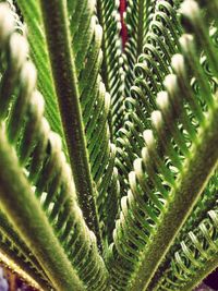 Close-up of fern