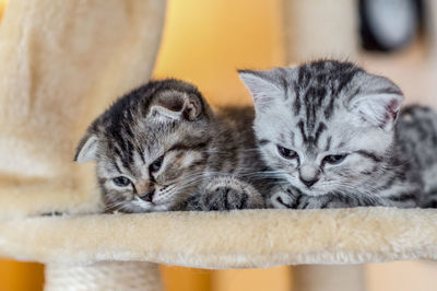 Portrait of cats relaxing