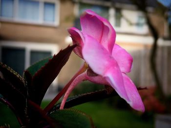 Close-up of pink flower growing on plant