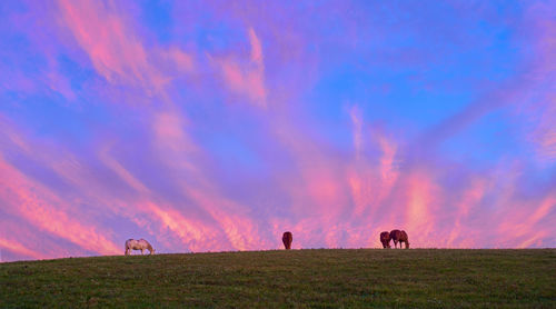 View of horses grazing in field