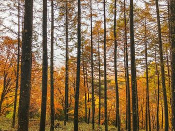 Trees in forest during autumn