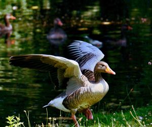 Close-up of birds flying in grass