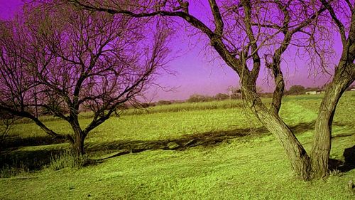 Bare trees on field against sky