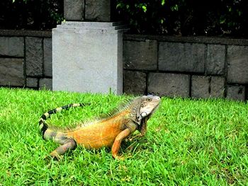 Lizard on grass