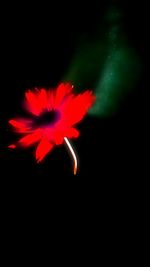 Close-up of red flower over black background