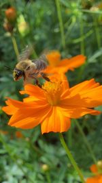 Close-up of bee on flower