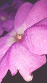 Close-up of pink flower