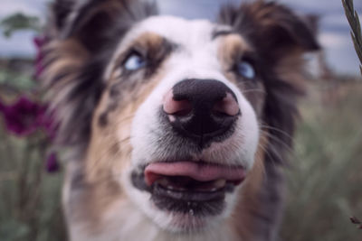 Close-up portrait of dog