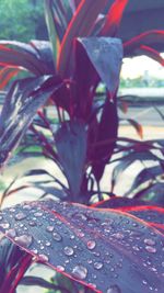 Close-up of raindrops on plant leaves
