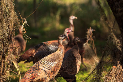 Wild osceola wild turkey meleagris gallopavo osceola in the woods of myakka state park in sarasota