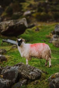 Sheep standing on rock