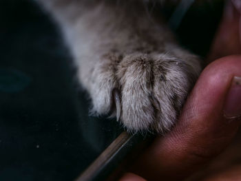 Close-up of hand touching cat