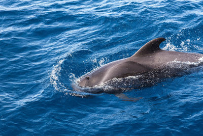 High angle vie of dolphin swimming in sea