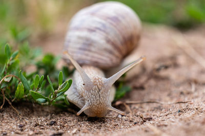 Close-up of snail on land