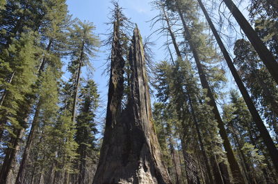 Low angle view of trees in forest