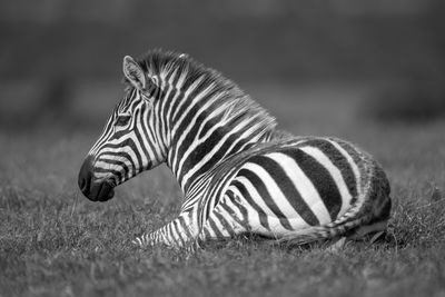 striped