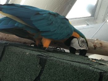 Close-up of a parrot perching on metal