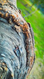 Close-up of tree trunk