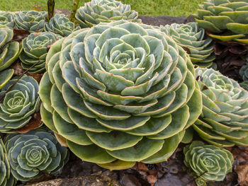 High angle view of succulent plant