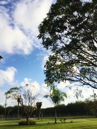 Trees on grassy field