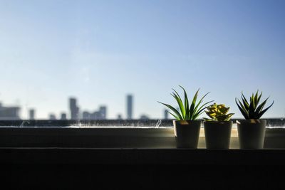 Close-up of potted plant against window in city