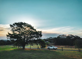 Trees on field against sky