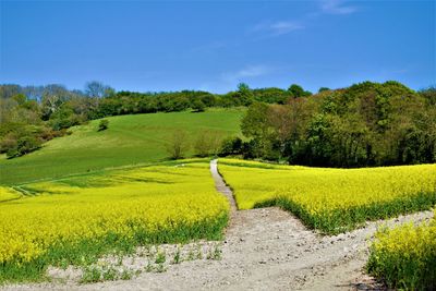 Scenic view of agricultural field against sky