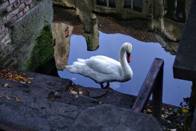 Close-up of swan perching on water