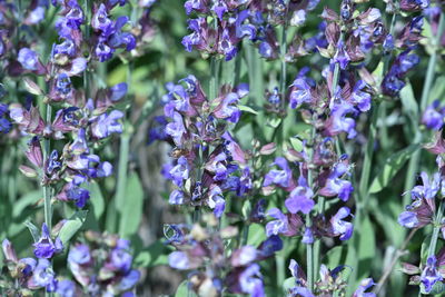 Close-up of purple flowering plants