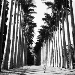 Walkway along trees in park