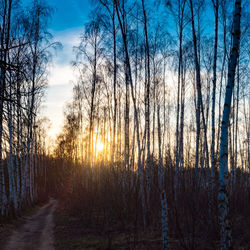 Bare trees in forest against sky at sunset