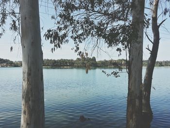 Bare trees by lake