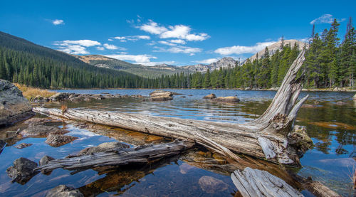 Scenic view of lake and trees against sky